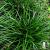 Carex Irish Green.jpg